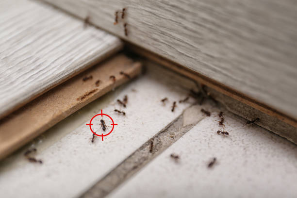 Trusted Menands, NY Pest Control Experts