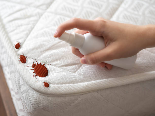 Best Termite Control Services  in Menands, NY